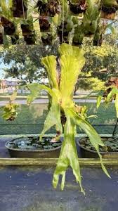 Image result for Platycerium stemaria