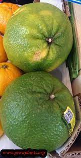 We specialize in growing and grafting fruit trees like atemoya, cherimoya, avocado, banana, carob, tropical cherry, citrus, dragon fruit (pitaya), guava, guamuchil, ice cream bean, jackfruit, kei apple, loquat, longan, lychee and several varieties of mango (asian, indian and. Ugli Fruit Tree How To Grow Care
