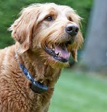 Our dogwatch dealership proudly services twin cities metro area and the surrounding area. Dogwatch Of The Twin Cities Hidden Dog Fences It S All About Your Dog