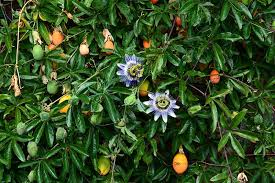 Maybe you would like to learn more about one of these? How To Grow And Care For Passionflower Gardener S Path