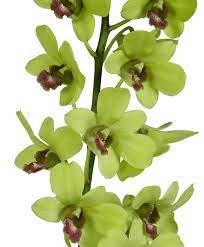 Buy Dendrobium Burana Jade 35 40cm S Thailand Petaldriven Com Dendrobium Orchids Orchids Jade