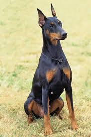 Simple yet effective · beginner & advanced · easy to follow steps Doberman Pinscher Dog Breed Information