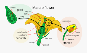 Labeled Flower Diagram Free Transparent Clipart Clipartkey