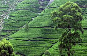 Green Never Can Get Enough Of This Color My Favorite Travel Color Of All Time Tea History Nature Tea Estate
