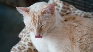 ‪Reasons for Why Cats Purr? | Fresh Step®‬‏