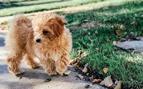 Teacup maltipoo puppies for sale in michigan. Teacup Maltipoo 12 Surprising Facts You Should Know