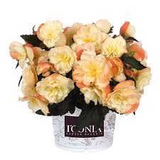 Image result for Begonia princeae