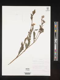 Image result for Crassocephalum montuosum