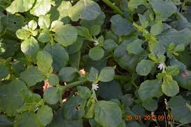 Image result for Trianthema