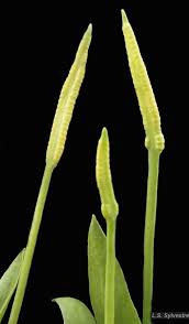 Image result for Ophioglossum gomezianum