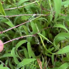 Image result for Ischaemum