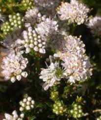 Image result for Agathisanthemum