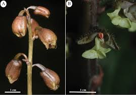 Image result for Brachycorythis velutina