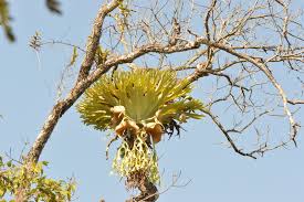 Image result for Loxogramme abyssinica