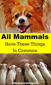 4 Mammals Characteristics All Mammals Share These Things Jake S Nature Blog Mammals Ocean Mammal Animals