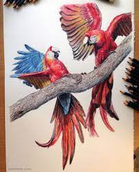 30 Beautiful Bird Drawings And Art Works For Your Inspiration Read Full Article Http Webn Pencil Drawings Of Animals Color Pencil Sketch Realistic Drawings