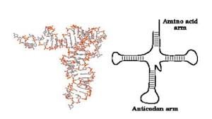 The art of protein synthesis. Pengertian Rna Fungsi Ciri Struktur Jenis Dan Perbedaan