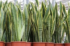 Snake plant's architectural nature makes it a natural choice for modern and contemporary interior designs. How To Grow And Care For Snake Plants Garden Lovers Club