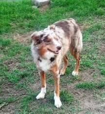 Maybe you would like to learn more about one of these? Rocky The Red Merle Australian Shepherd Sit Means Sit Houston