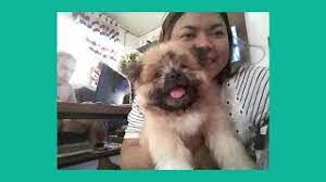 Shih tzu's sweet face and gentle, loving disposition has made him, not only a favorite pampered pet but a helpful therapy dog. Pomeranian And Shih Tzu Crossbreed Development Youtube