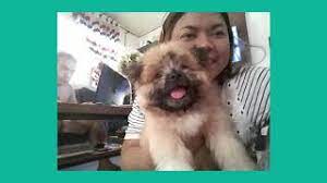 See pictures of the shiranians from around the world! Pomeranian And Shih Tzu Crossbreed Development Youtube