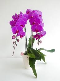 Bunga anggrek memiliki nama lain orichidaceae, yang merupakan bunga dengan anggota jenis terbanyak. Anggrek Bulan Premium 2 Pohon Aroha Bunga
