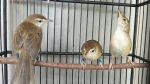 Check spelling or type a new query. Cici Padi Isian Love Bird By Ian Dafamous