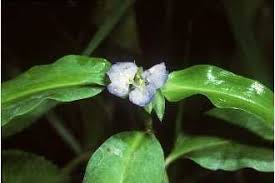 Image result for Commelina congesta