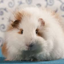 All my white crested guinea pigs are having fresh vegetables ( iceberg , lettuce, carrots , broccoli, beetroots etc ) and pellets every day, and every month i use some medicine to do the flea free treatment for all of them. Guinea Pig Breeds List Complete Guide Of All Guinea Pig Breeds
