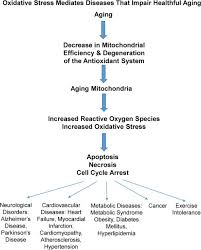 Apoptosis is responsible for the removal of inflammatory cells as healing proceeds and. Healthful Aging Mediated By Inhibition Of Oxidative Stress Sciencedirect