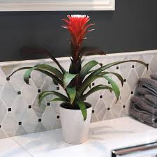 Image result for Blumea adamsii