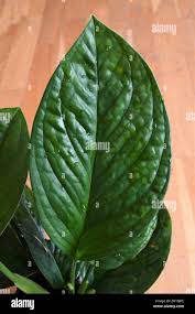 Image result for Bidens pinnatipartita