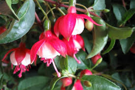 A trailing hybrid fuchsia bred in the usa 1989. Fuchsia Hybrid Care At Home Cultivation Hybrid Fuchsia Reproduction