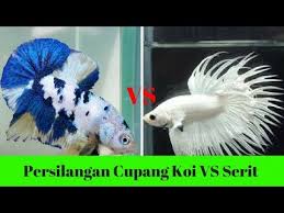 Ikan cupang diatas dikenal sebagai mouth brother yaitu ikan cupang yang mengerami telurnya di dalam mulut, sedangkan kelompok dibawah ini serit. Pemijahan Ikan Cupang Koi Vs Ikan Cupang Serit Betta Fish Steemit