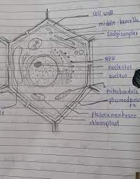 In my case, there was a red flag shaped nut that was threaded onto the post. Draw A Neat Labelled Diagram Of Plant Cell Brainly In