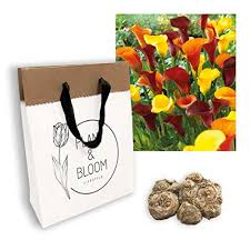 Fiori gialli con bulbi / immagini stock buttercup fiori giallo ranunculus o buttercup fiore e una pianta perenne fioritura di solito in primavera e a volte in estate image 21011666. Bulbi Fiori Gialli Classifica Recensioni E Miglior Prezzo 2021
