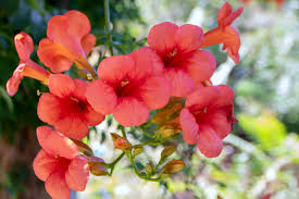 Image result for Bignonia capreolata