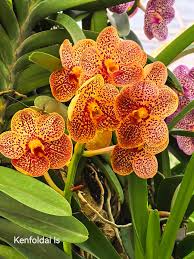 Image result for Diaphananthe stolzii