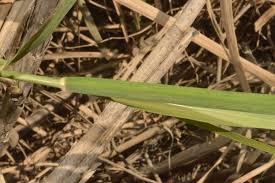 Image result for Phragmites karka