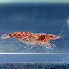 Red Cherry Shrimp Fish Tank Cherry Shrimp Red Cherry Shrimp