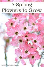 Bursting through the snow, your winter a part of these winter plants that you or any young children in your life will enjoy is that to prolong the bloom period, pick the flowers that have. 7 Spring Flowers To Grow In Your Garden Frugal Family Home