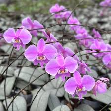 Image result for Kylicanthe