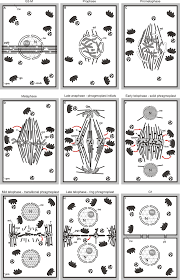 We did not find results for: The Different Steps Of Plant Cell Division See Text For Further Download Scientific Diagram
