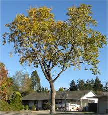 Image result for Fraxinus velutina