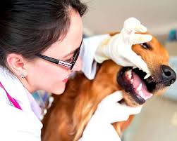 17 de agosto colombia : Tumascotafeliz Com Centro Veterinario Dr Gosling