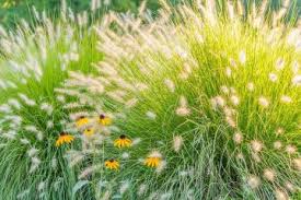 Formale oder naturnahe gestaltung mit gräsern im garten gräser sind auch deshalb so en vogue weil sie unglaublich vielseitig sind bringt es ingrid gock auf den punkt. Graser Bepflanzung Im Garten Ziergras Tipps
