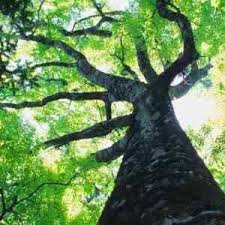 We did not find results for: Dawn Redwood Tree Sale