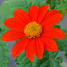 Image result for Tithonia
