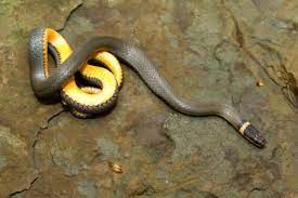 Northern Ring Necked Snake Baby Snakes Snake Reptiles And Amphibians