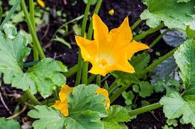 Следующие загадки тоже в стихах, но уже посложнее: 11 Common Zucchini Growing Problems Gardener S Path
